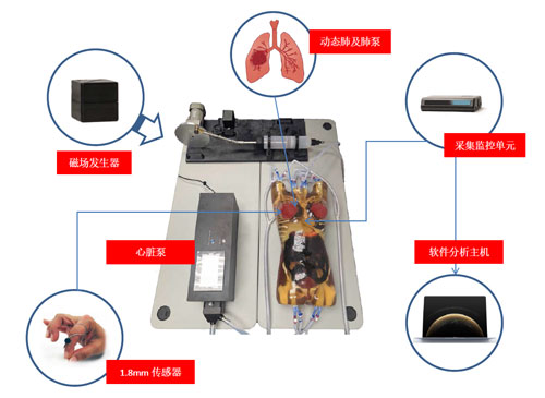 WEK-RLFMA02活動腫瘤靶模擬及定位系統，WEK-RLFMA02呼吸運動模體
